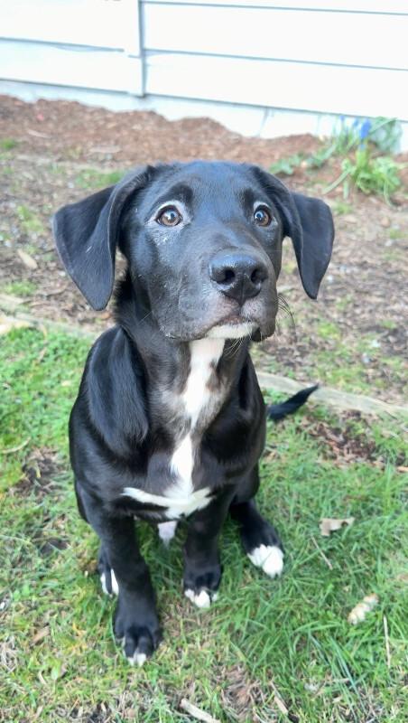 Enlarge Falcon, a Adoptable mixed breed in renton, WA image 5/6