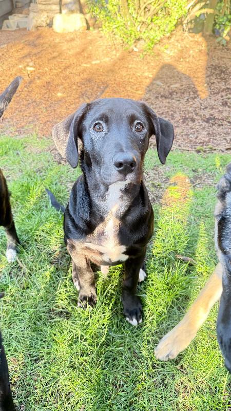Enlarge Falcon, a Adoptable mixed breed in renton, WA image 6/6
