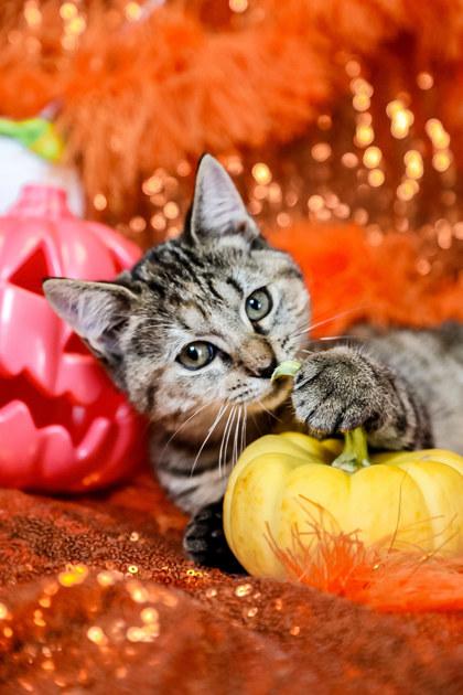 Hallie, Adoptable, Kitten Female Domestic Short Hair & Domestic Short Hair.