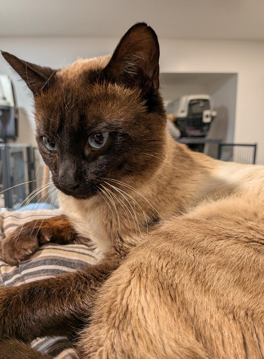 Enlarge Cookie, an adoption pending Siamese in Hamilton, ON image 3/3