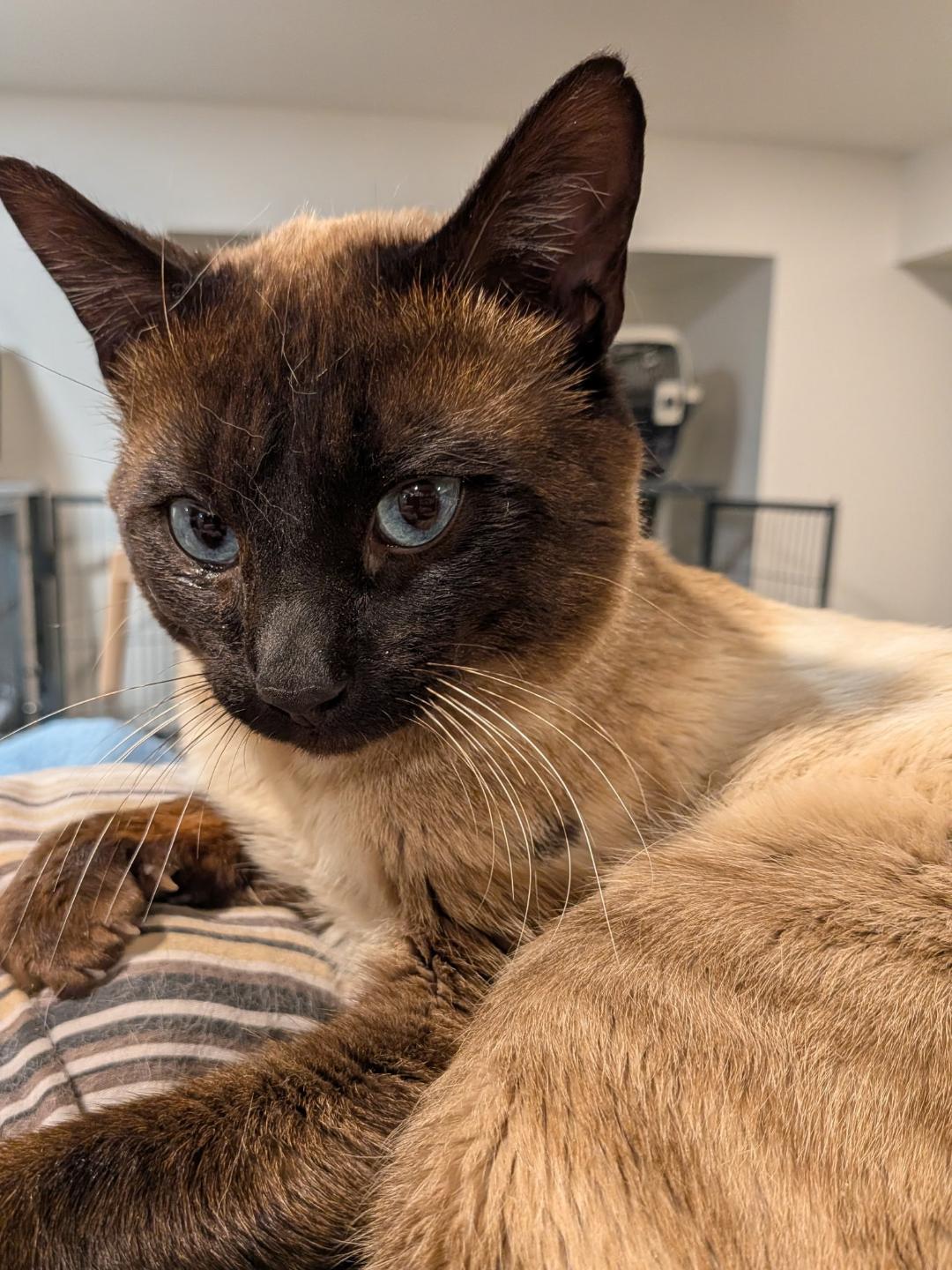 Enlarge Cookie, an adoption pending Siamese in Hamilton, ON image 2/3