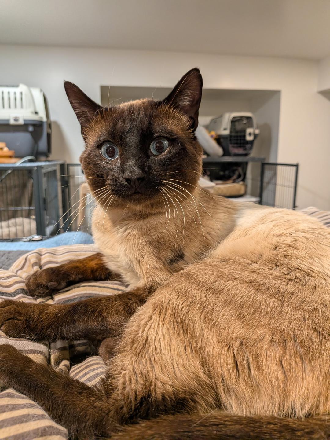 Cookie, ADOPTABLE, Adult Male Siamese.