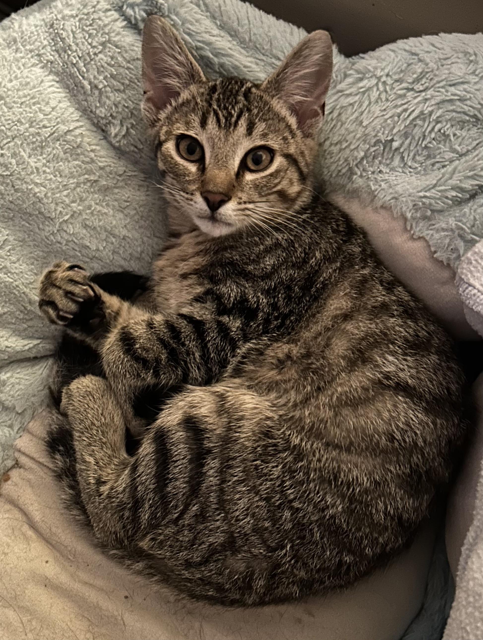 Thomas and Jeri (Bonded Pair)