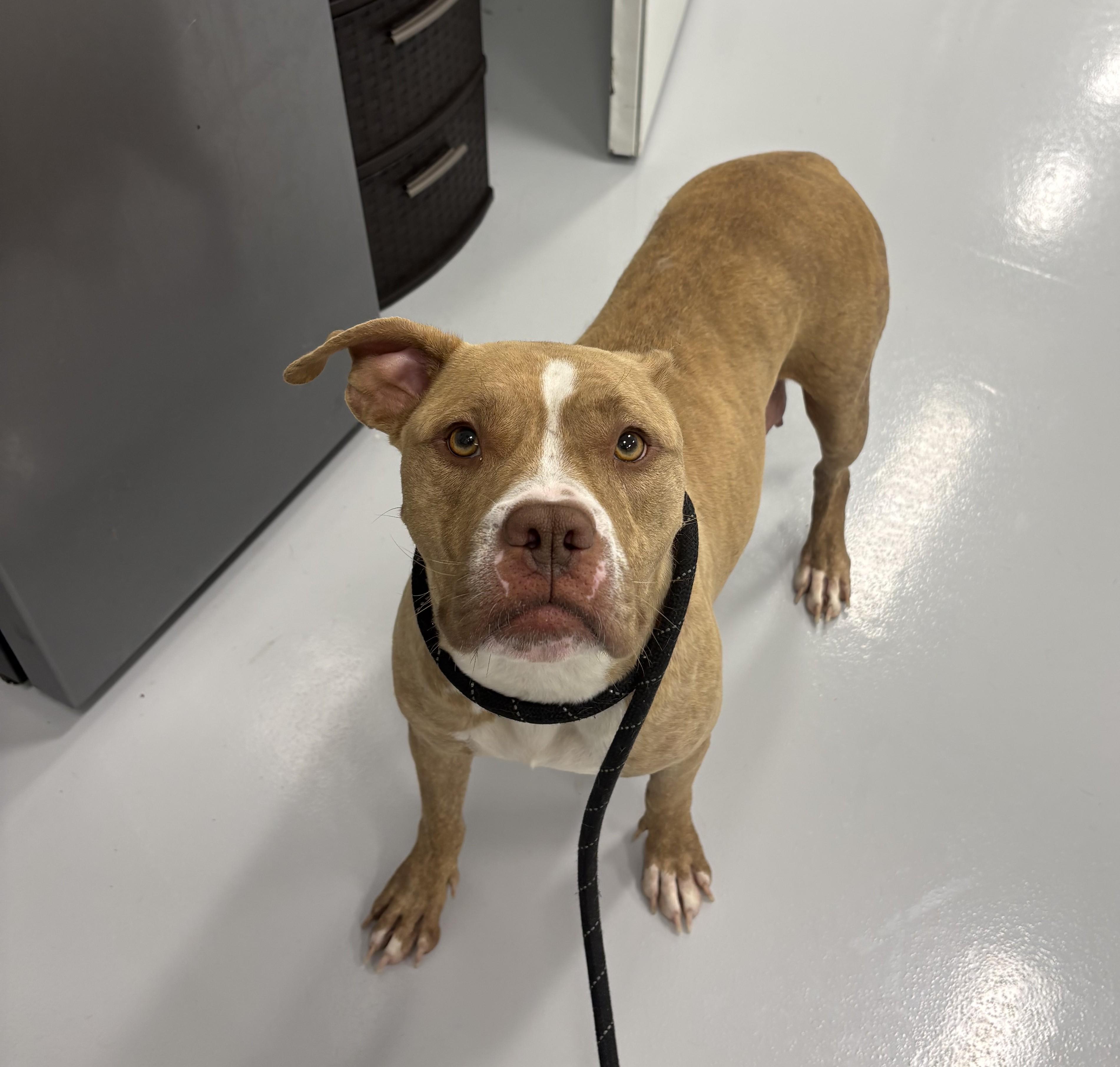 Magnolia, Adoptable, Adult Female Pit Bull Terrier.
