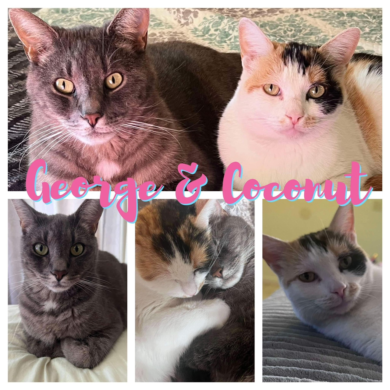 Enlarge George & Coconut, a Adoptable Domestic Short Hair in Hollister, CA image 1/1