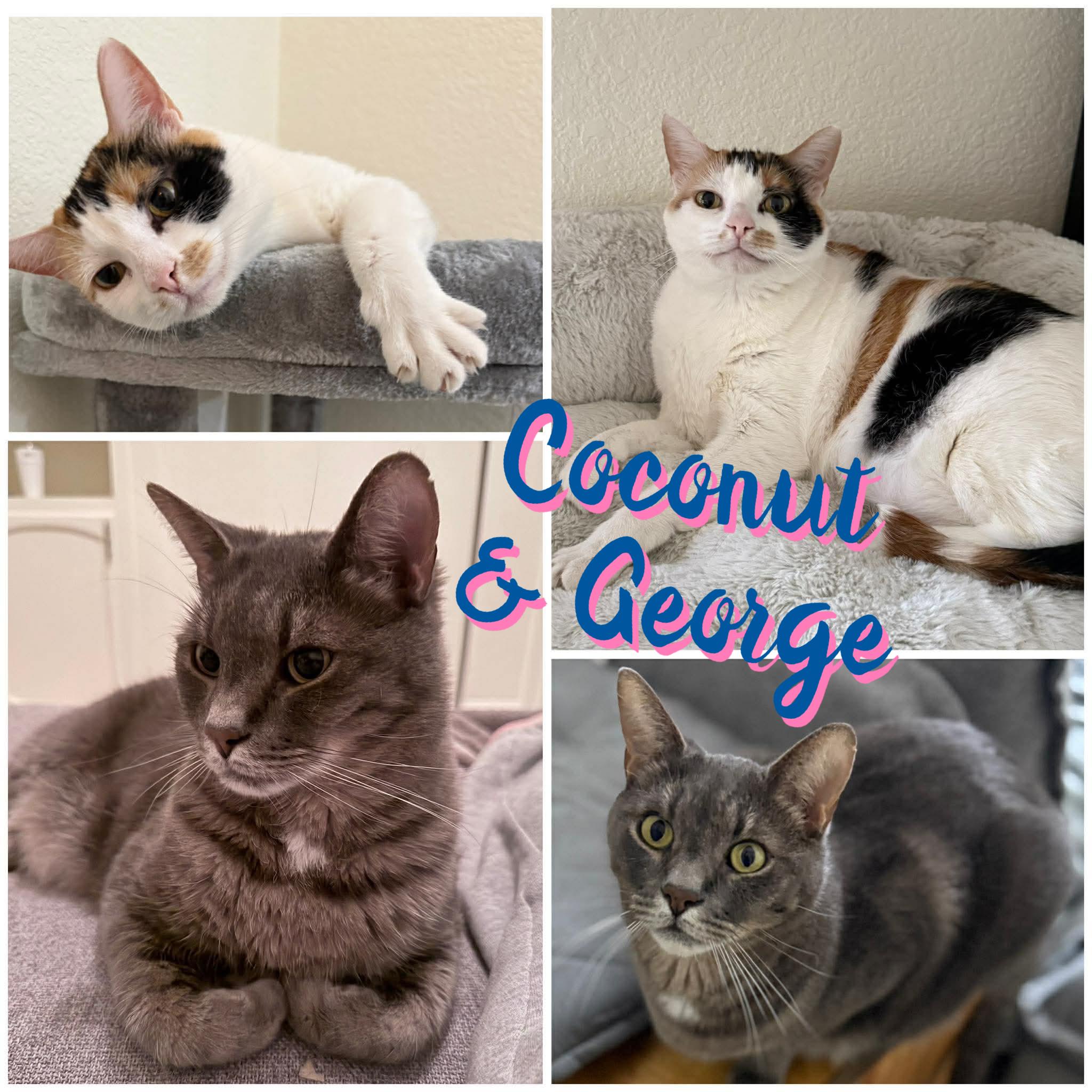 George & Coconut, Adoptable, Adult Male Domestic Short Hair.