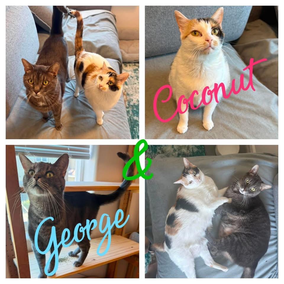 George & Coconut, Adoptable, Adult Male Domestic Short Hair.