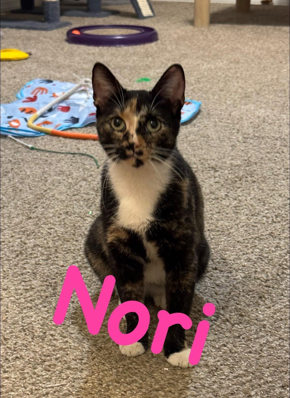 Enlarge Nori, a Adoptable mixed breed in Springfield, MO image 1/2