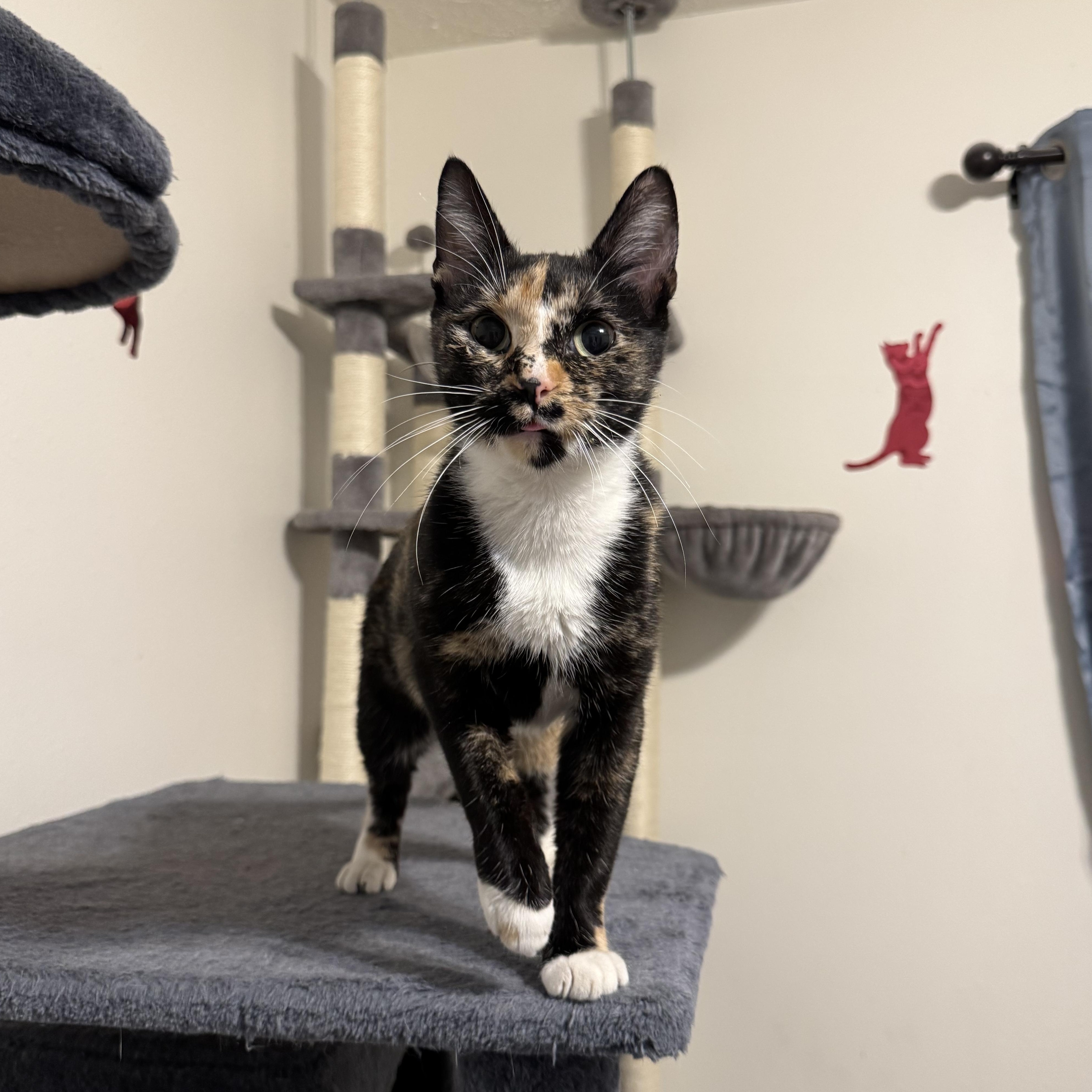 Enlarge Nori, a Adoptable mixed breed in Springfield, MO image 2/2