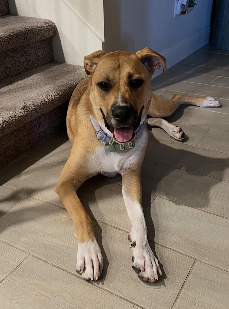 Enlarge Harley Quinn, a Adoptable mixed breed in Brookshire, TX image 1/6