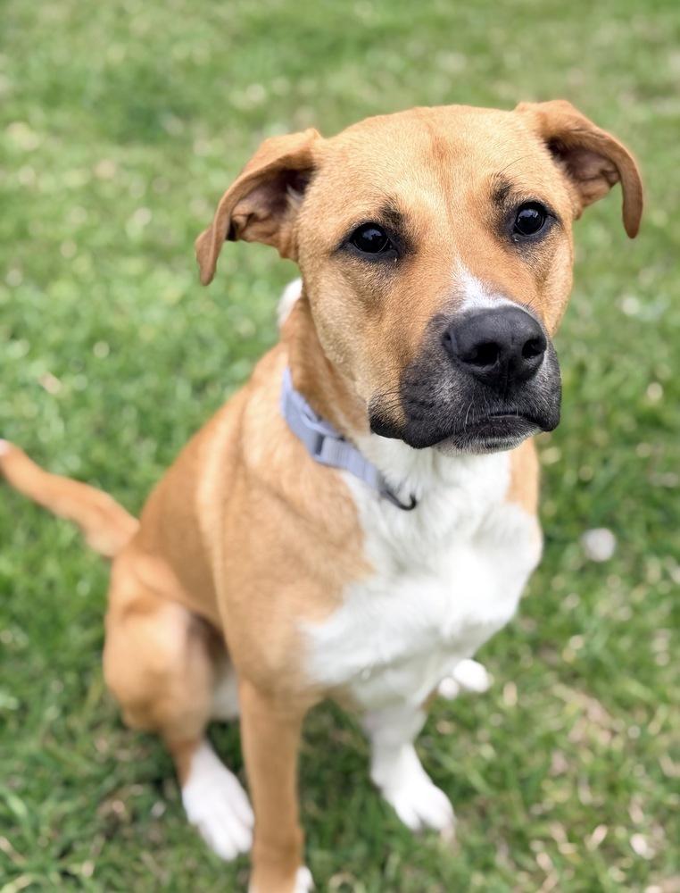 Enlarge Harley Quinn, a Adoptable mixed breed in Brookshire, TX image 2/6
