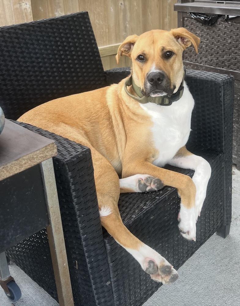 Enlarge Harley Quinn, a Adoptable mixed breed in Brookshire, TX image 3/6