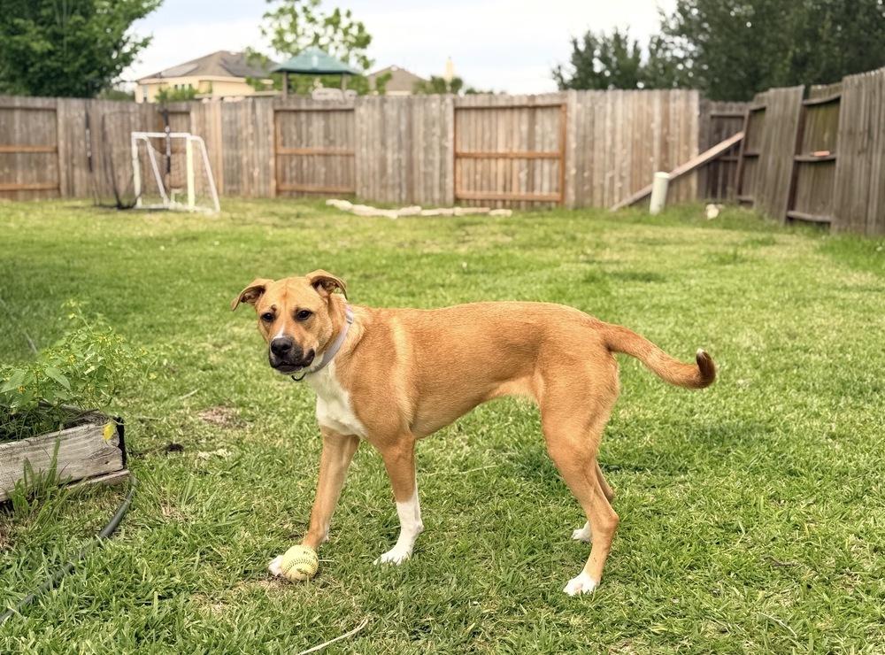Enlarge Harley Quinn, a Adoptable mixed breed in Brookshire, TX image 5/6