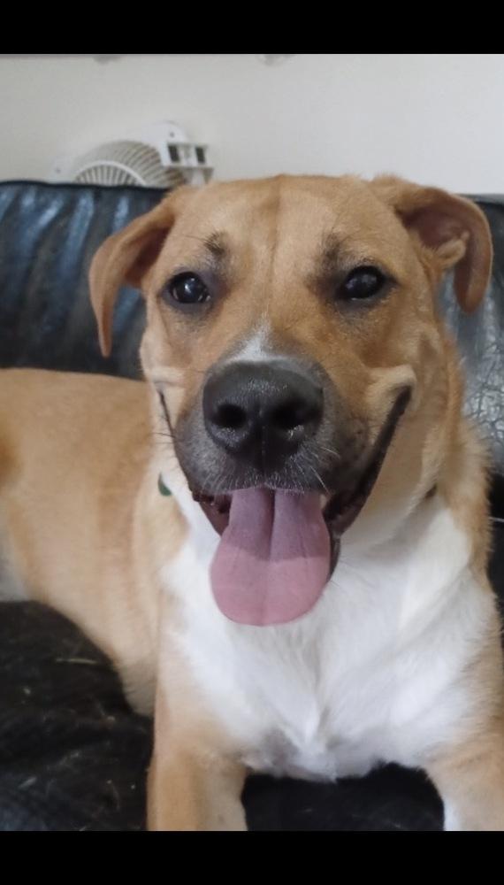 Enlarge Harley Quinn, a Adoptable mixed breed in Brookshire, TX image 6/6