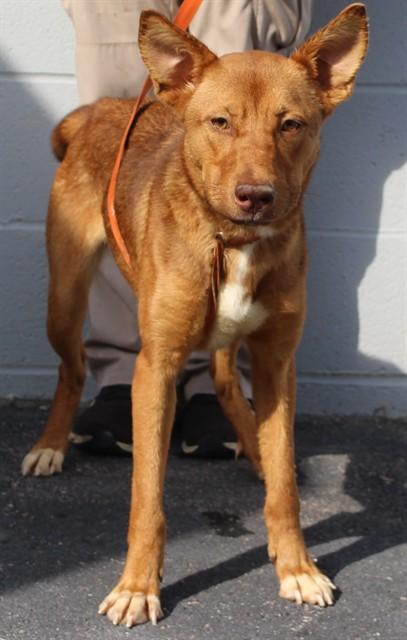 ACORN, Adoptable, Young Female Carolina Dog & Mixed Breed.