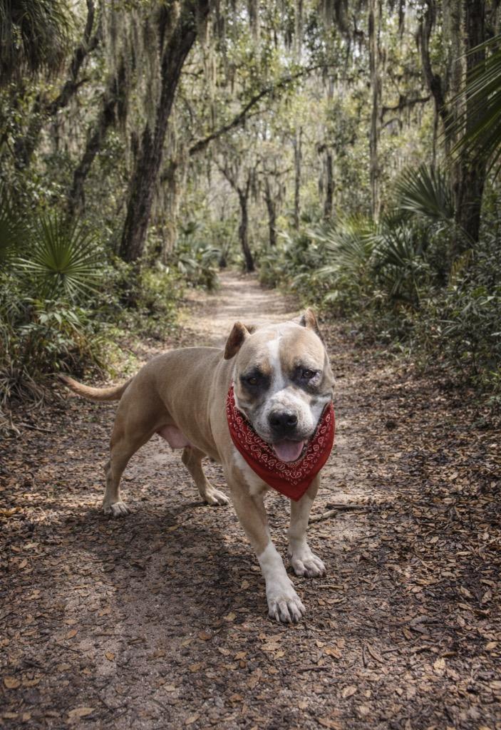 April, Adoptable, Adult Female Terrier.
