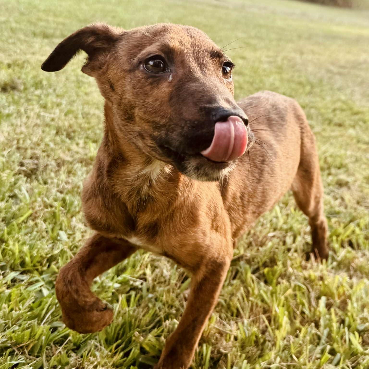 Enlarge Tigger, a Hold mixed breed in Granby, CT image 3/5
