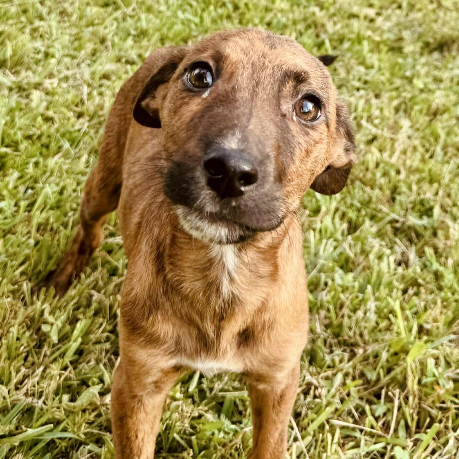 Tigger, Adoptable, Puppy Male Chihuahua & Plott Hound.