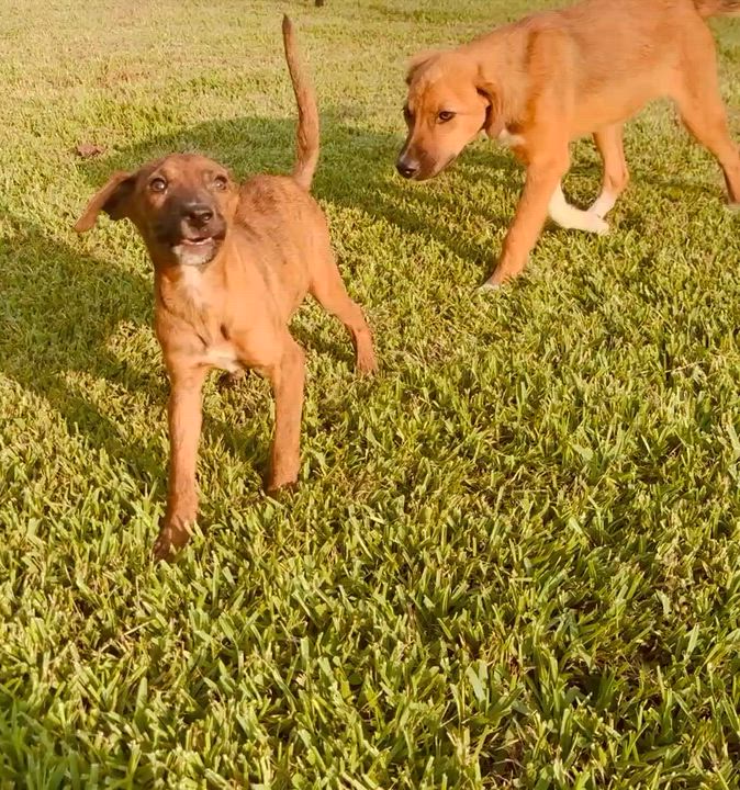 Enlarge Tigger, a Hold mixed breed in Granby, CT video 2/5