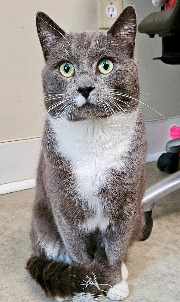 Enlarge Minnow, a Adoptable mixed breed in Duxbury, MA image 1/3