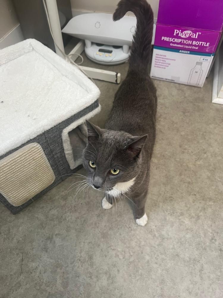 Enlarge Minnow, a Adoptable mixed breed in Duxbury, MA image 2/3