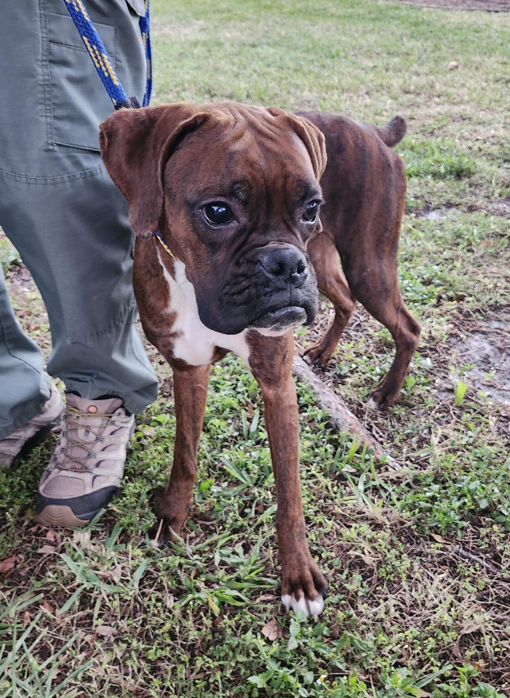 Enlarge Dozier, a ADOPTABLE Boxer in Fort Lauderdale, FL image 1/4