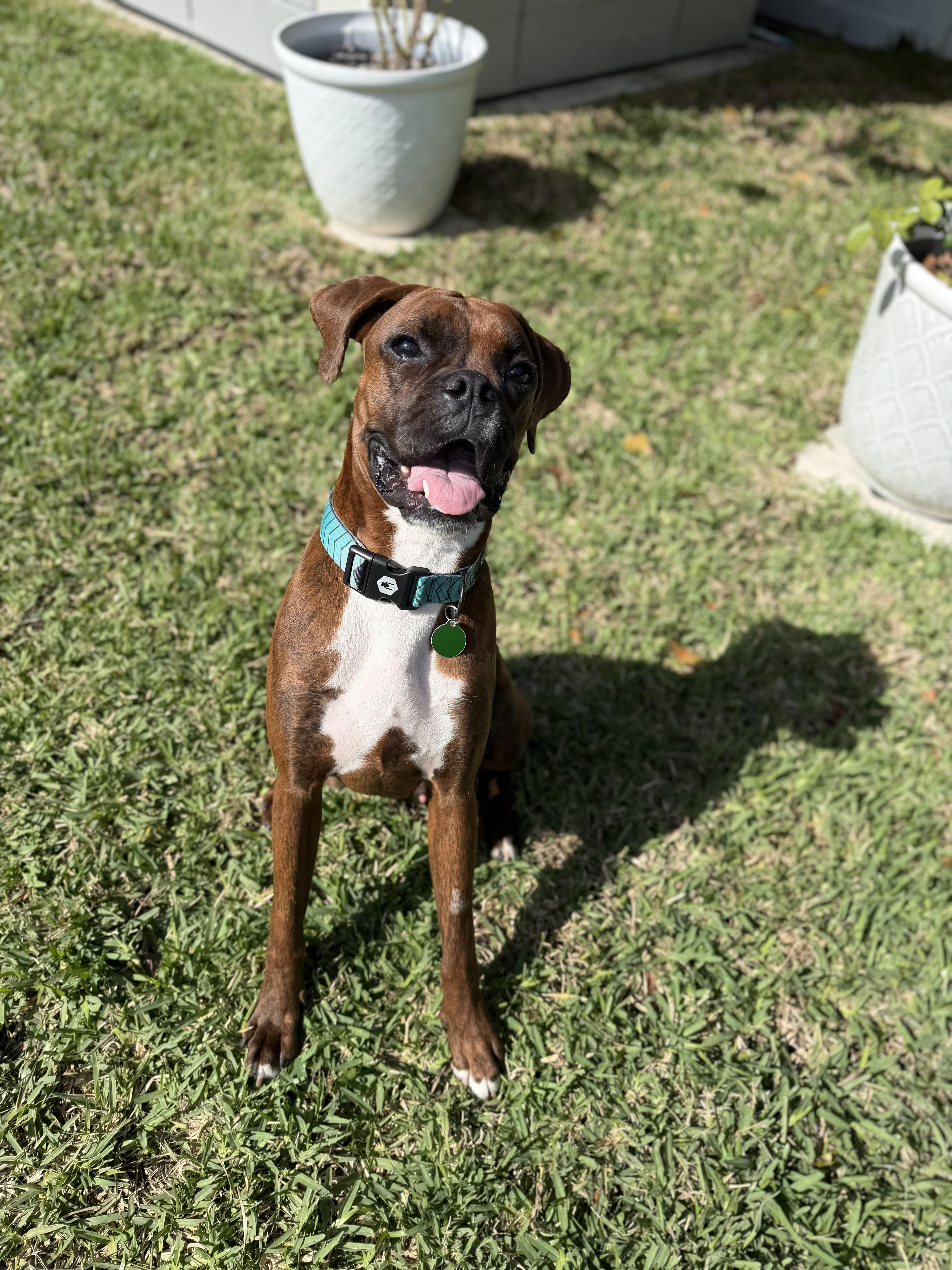 Dozier, a ADOPTABLE Boxer in Fort Lauderdale, FL image 2/3