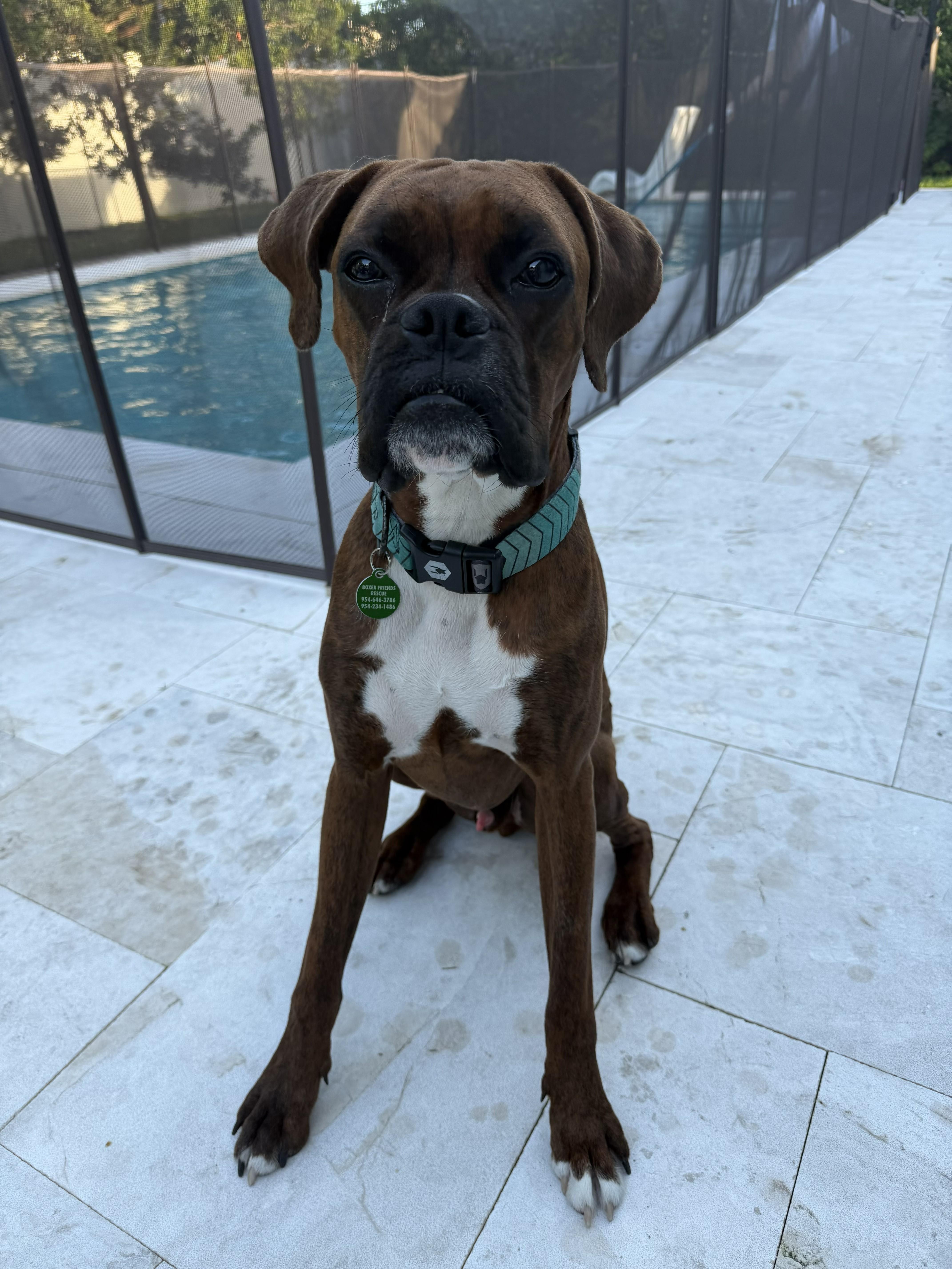 Dozier, a ADOPTABLE Boxer in Fort Lauderdale, FL image 3/3