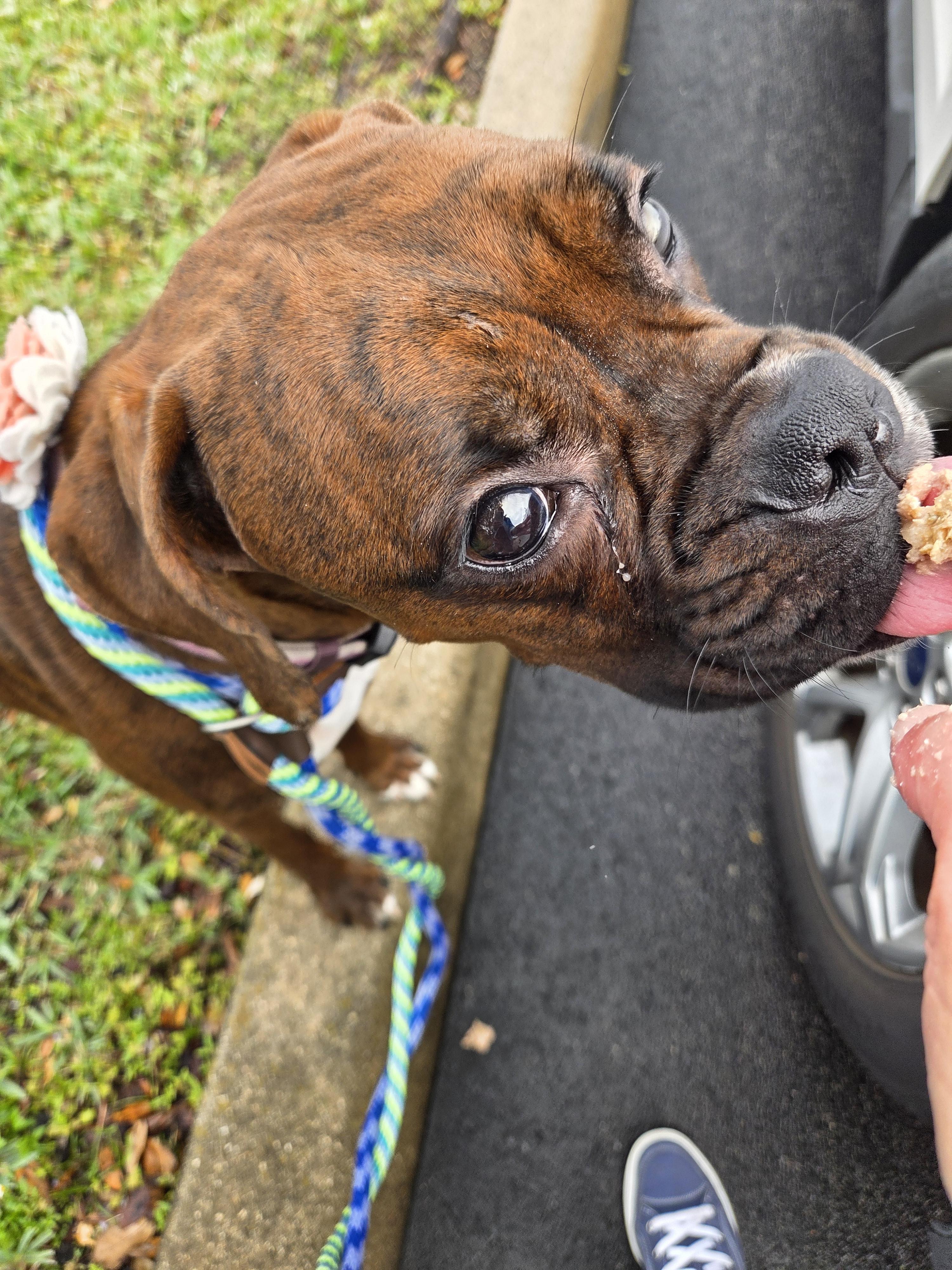 Enlarge Dozier, a ADOPTABLE Boxer in Fort Lauderdale, FL image 4/4