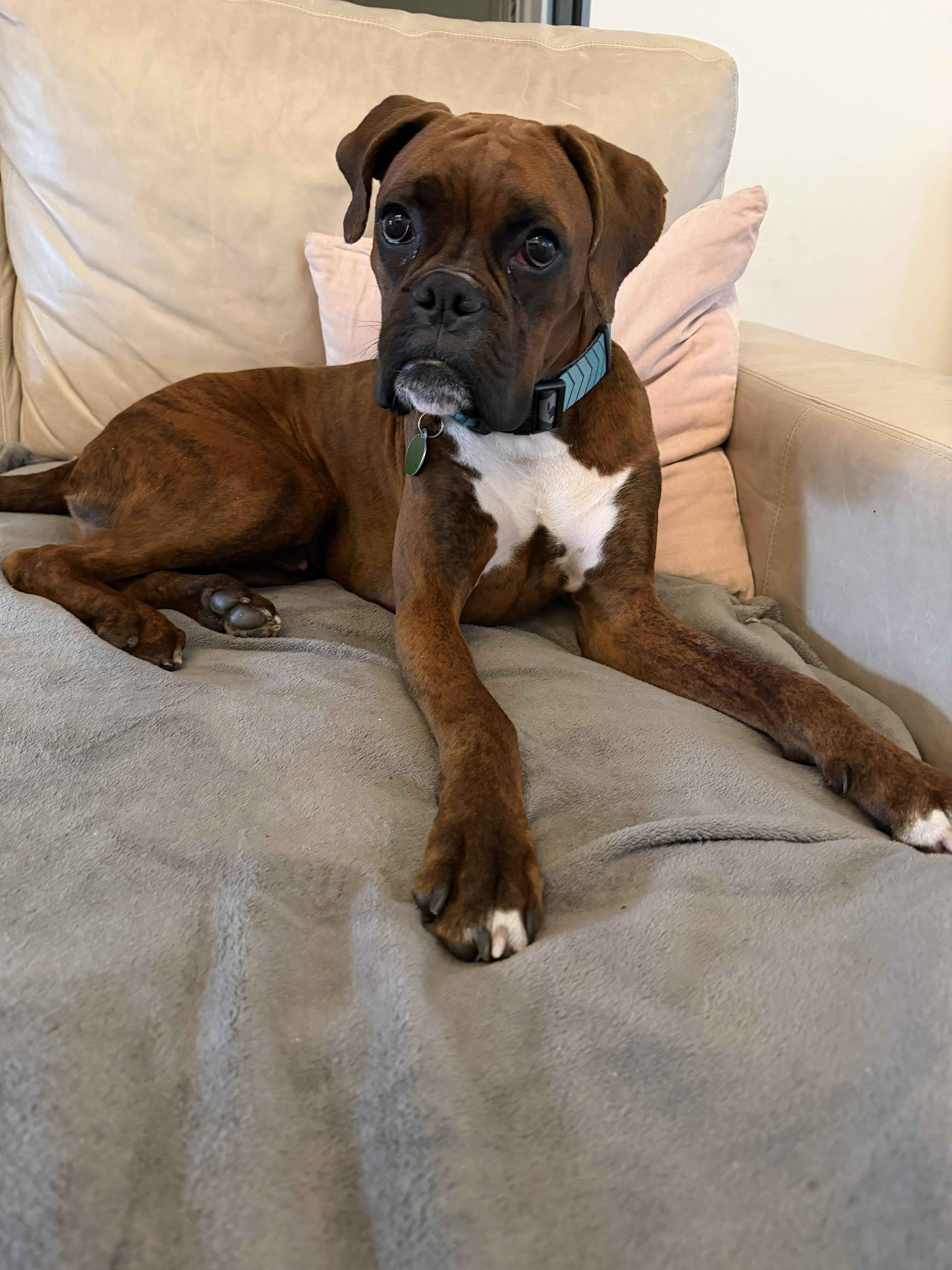 Dozier, a ADOPTABLE Boxer in Fort Lauderdale, FL image 1/3