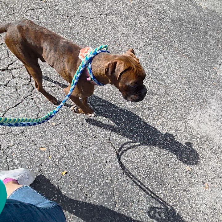 Enlarge Dozier, a ADOPTABLE Boxer in Fort Lauderdale, FL video 3/4