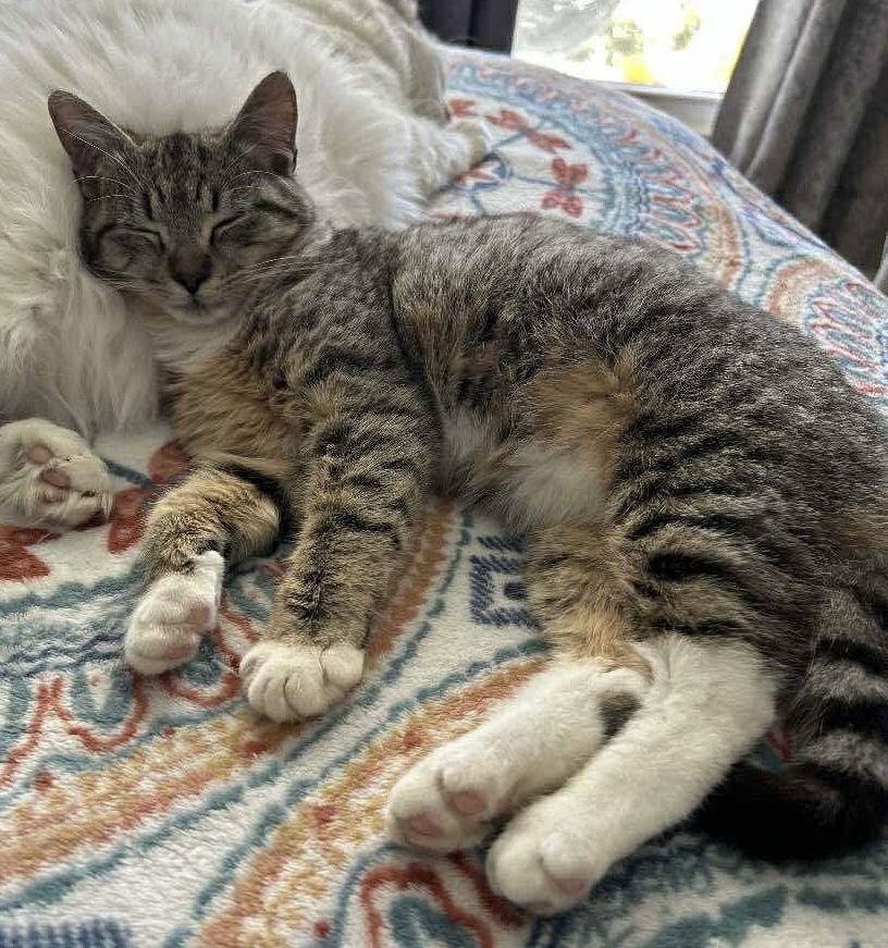 Enlarge Ms Purr, a Adopted Domestic Short Hair in Oakboro , NC image 1/3