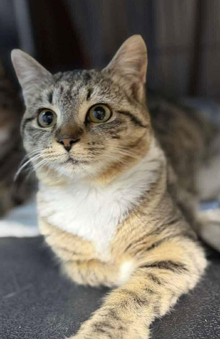 Enlarge Ms Purr, a Adopted Domestic Short Hair in Oakboro , NC image 2/3