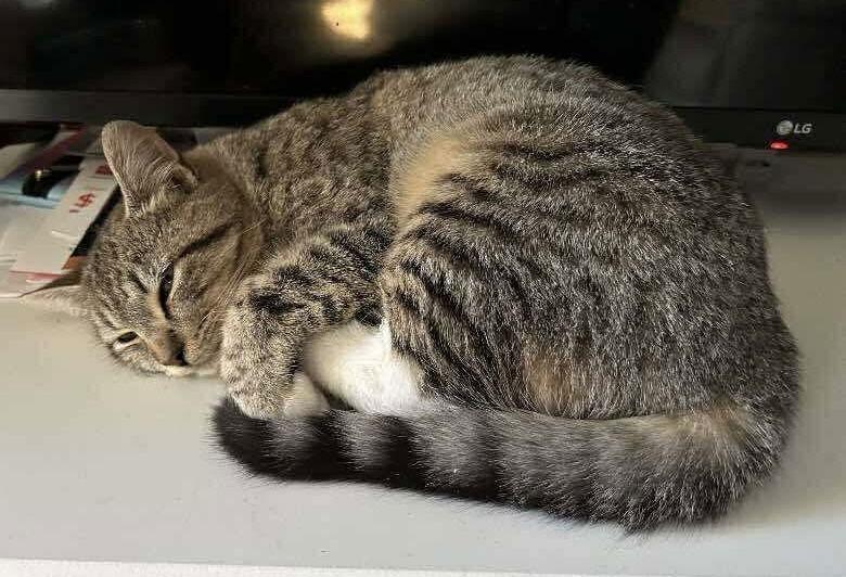 Enlarge Ms Purr, a Adopted Domestic Short Hair in Oakboro , NC image 3/3