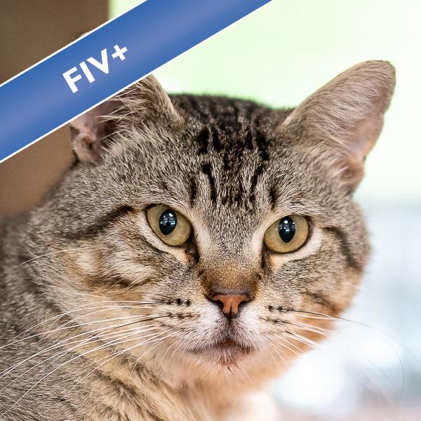 Waffles, Adoptable, Adult Male Domestic Short Hair.