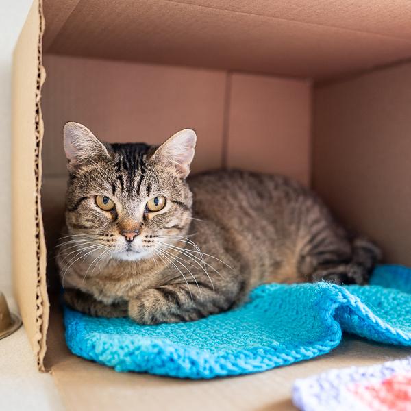 Enlarge Waffles, a Adoptable mixed breed in Des Moines, IA image 2/6