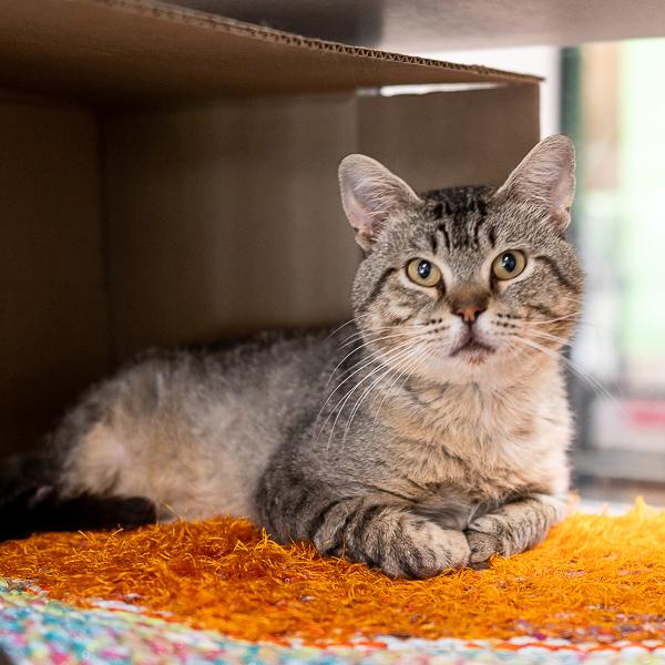 Enlarge Waffles, a Adoptable mixed breed in Des Moines, IA image 4/6