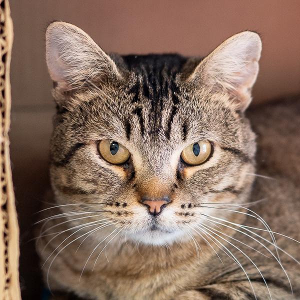 Enlarge Waffles, a Adoptable mixed breed in Des Moines, IA image 5/6