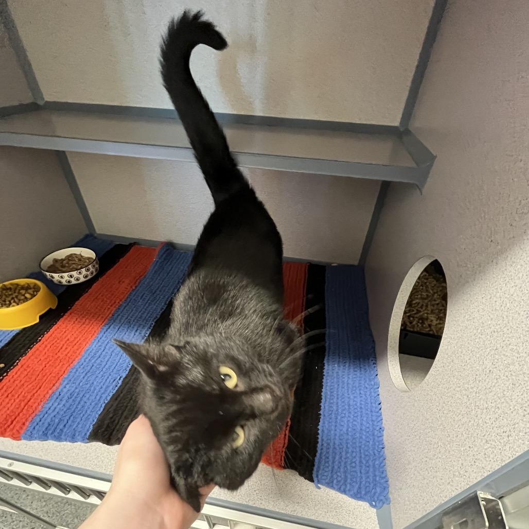Kodak, Adoptable, Adult Male Domestic Short Hair.