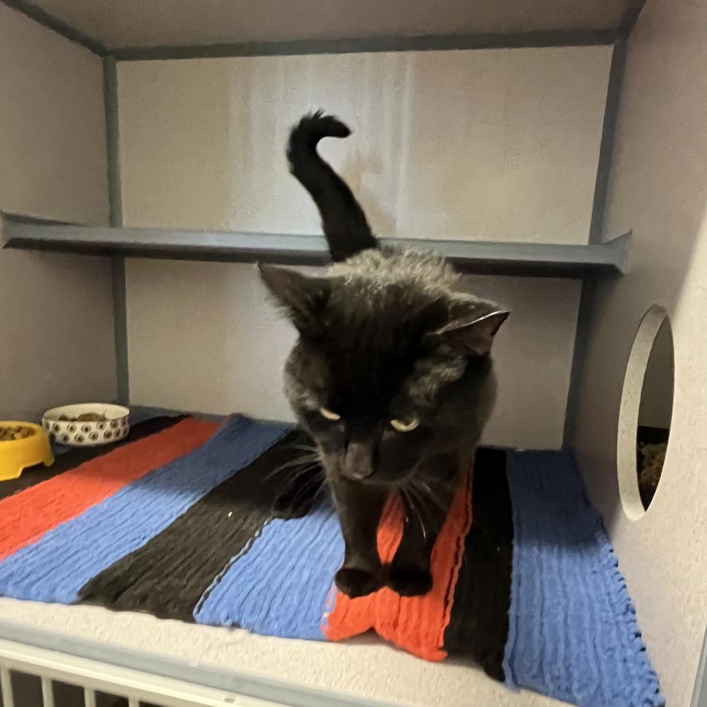 Enlarge Kodak, a Adoptable Domestic Short Hair in North Battleford, SK image 2/6