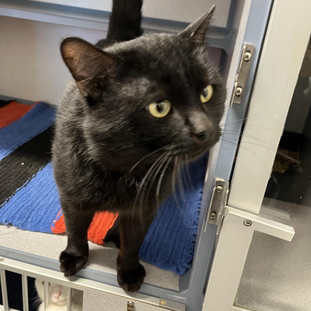 Enlarge Kodak, a Adoptable Domestic Short Hair in North Battleford, SK image 3/6