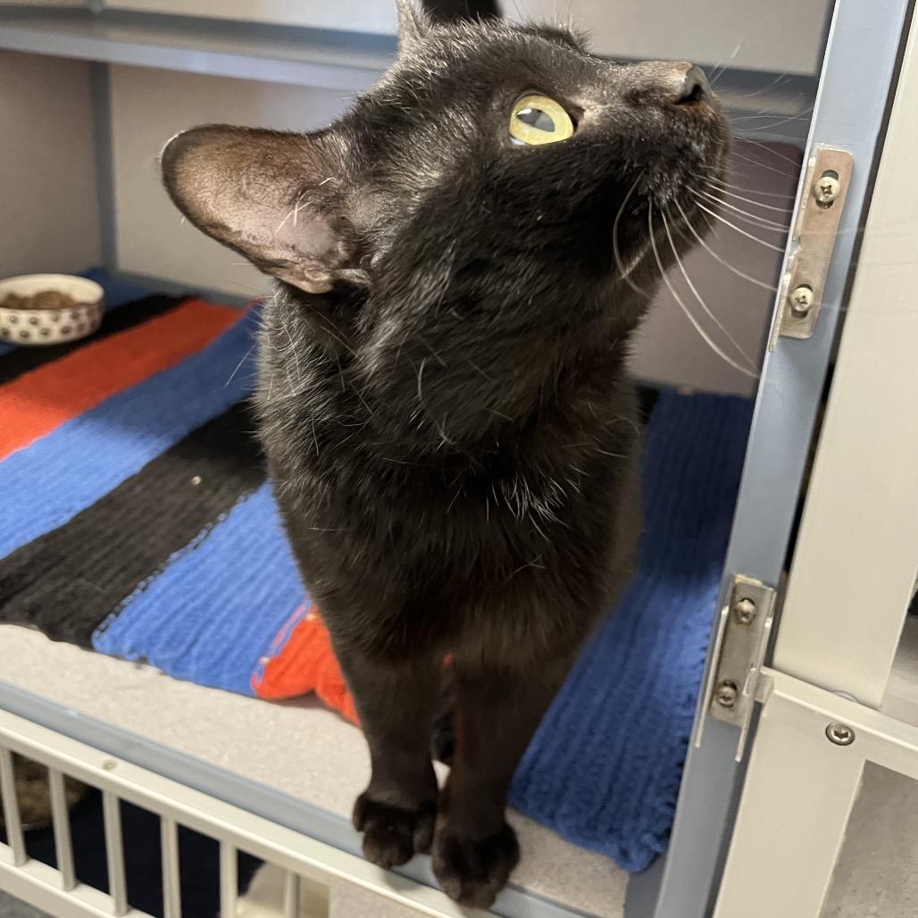 Enlarge Kodak, a Adoptable Domestic Short Hair in North Battleford, SK image 4/6