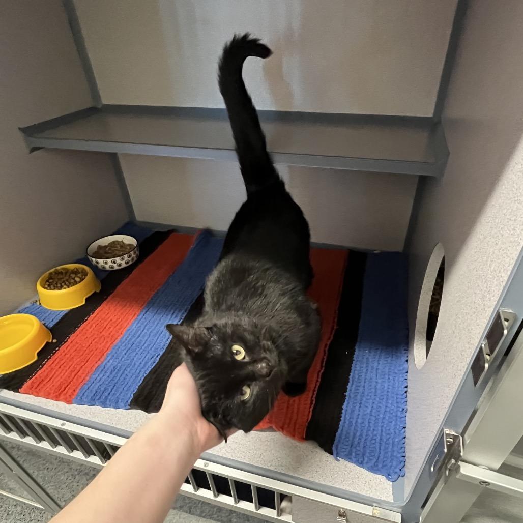 Enlarge Kodak, a Adoptable Domestic Short Hair in North Battleford, SK image 5/6