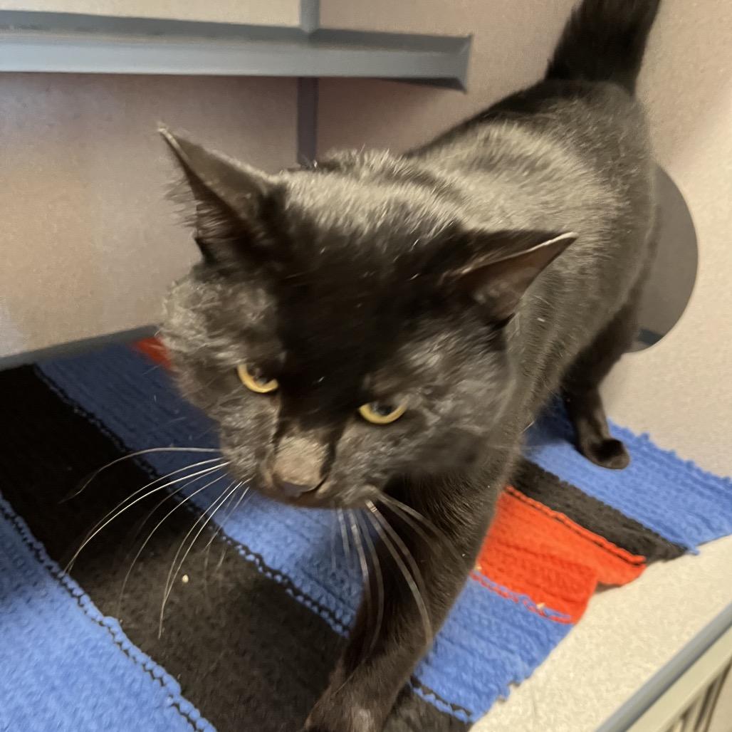 Enlarge Kodak, a Adoptable Domestic Short Hair in North Battleford, SK image 6/6