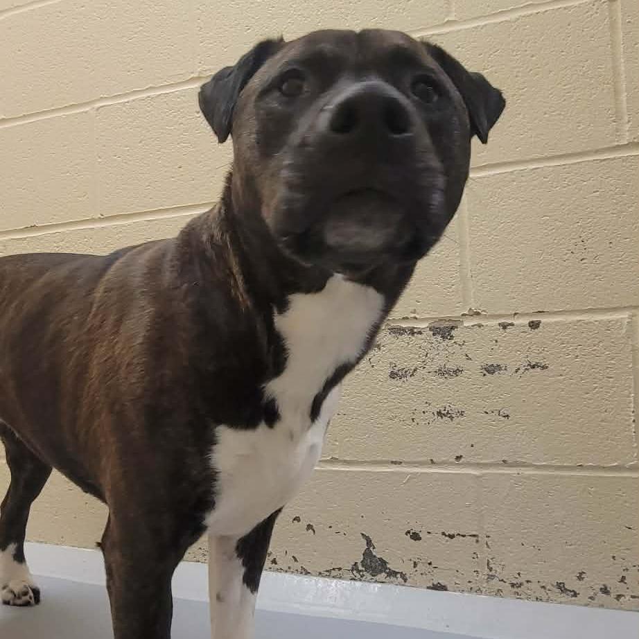 Enlarge Solis, a Adoptable mixed breed in Concord, NC image 1/2