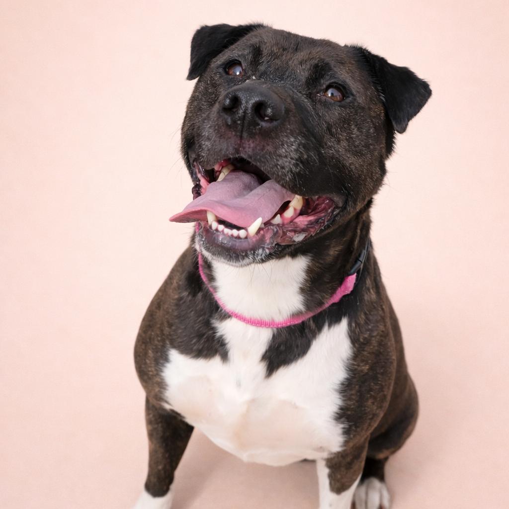 Enlarge Solis, a Adoptable mixed breed in Concord, NC image 2/2