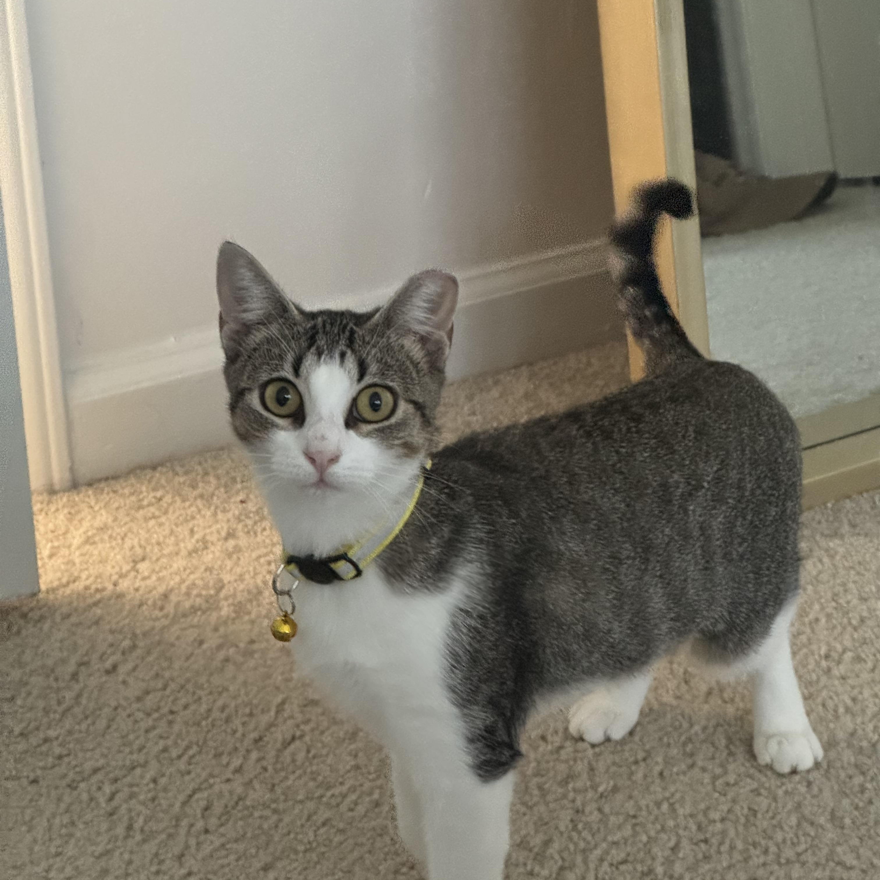 Enlarge Guac, a Adoptable Domestic Short Hair in Lexington Park, MD image 6/6