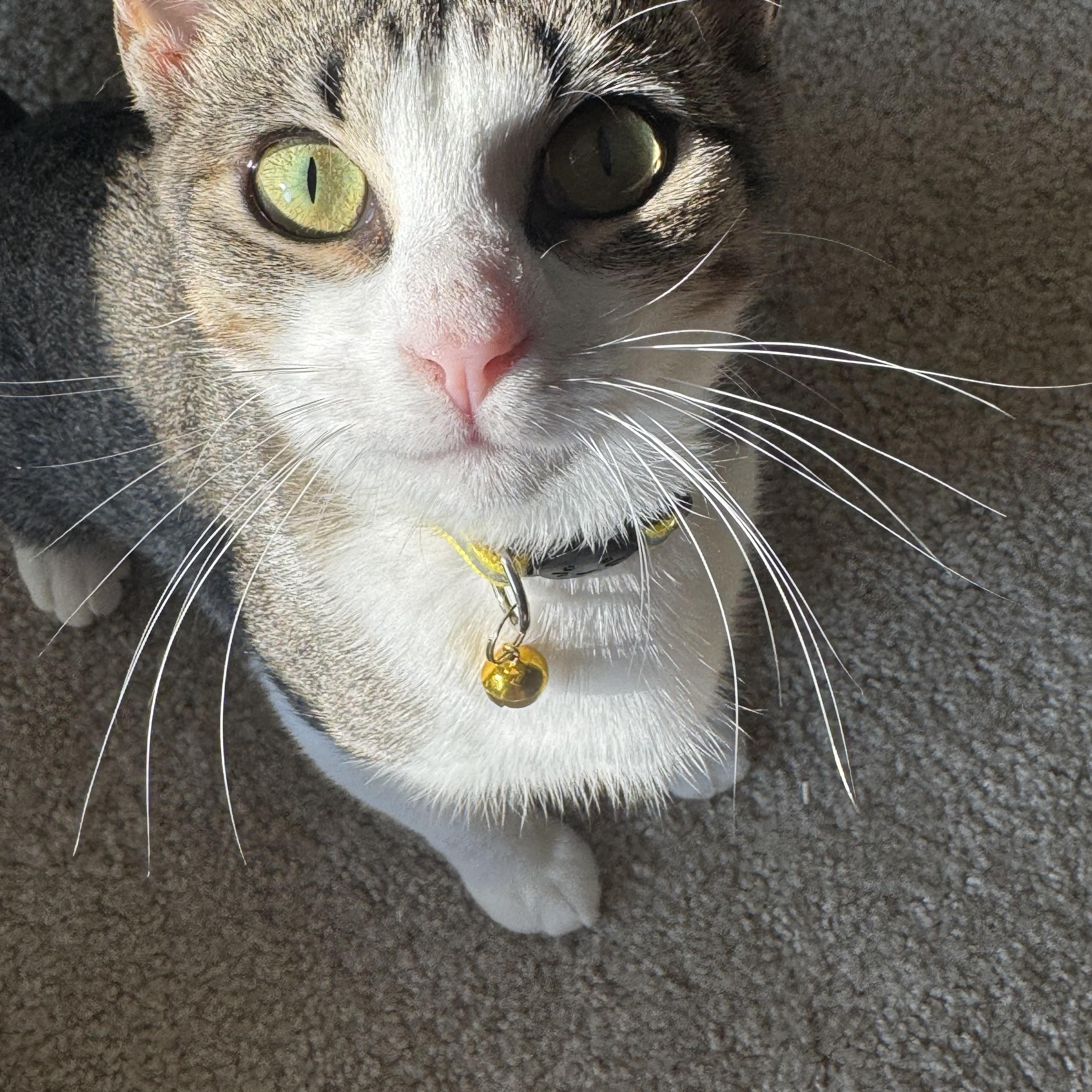 Enlarge Guac, a Adoptable Domestic Short Hair in Lexington Park, MD image 3/6