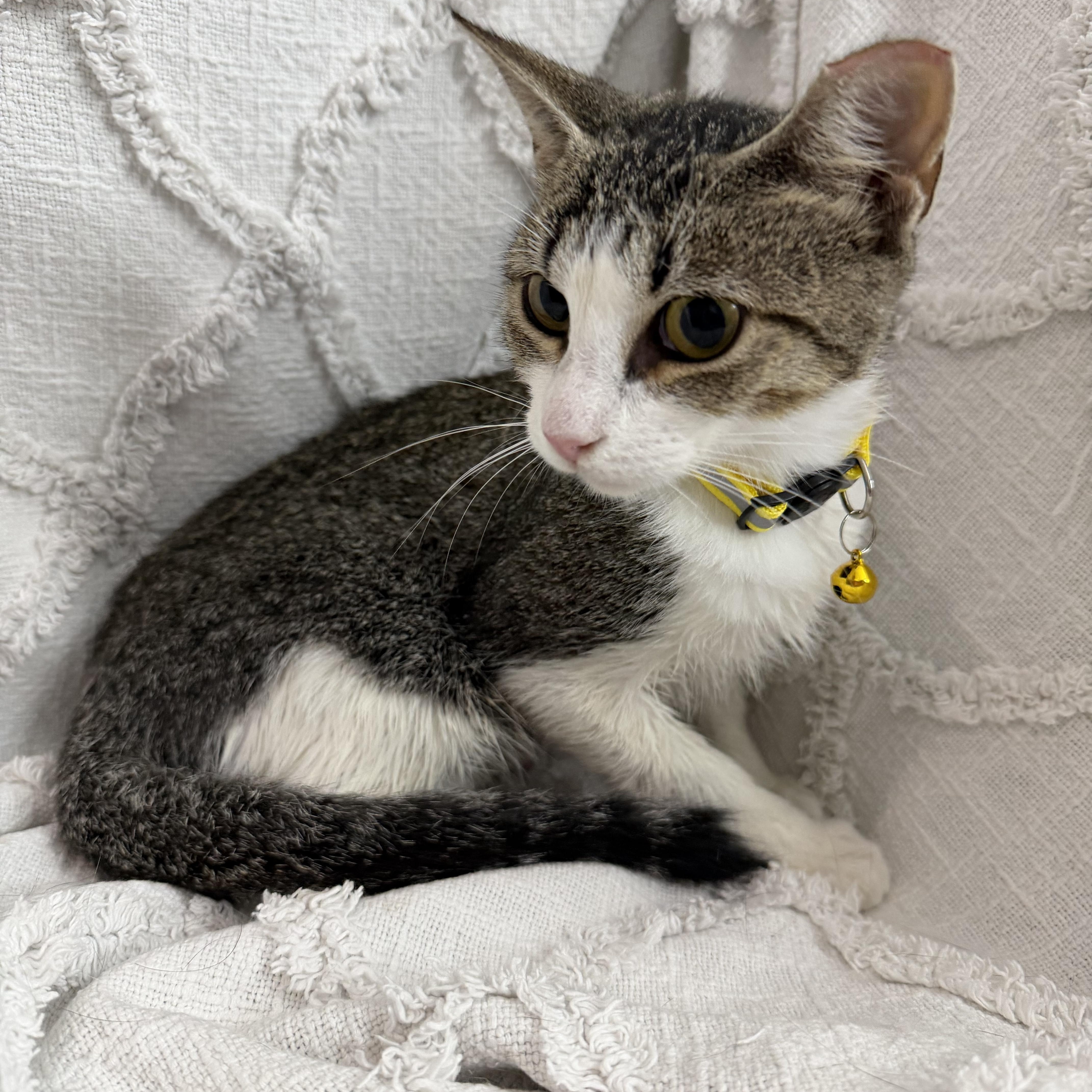 Guac, a ADOPTABLE Domestic Short Hair in Lexington Park, MD image 2/3