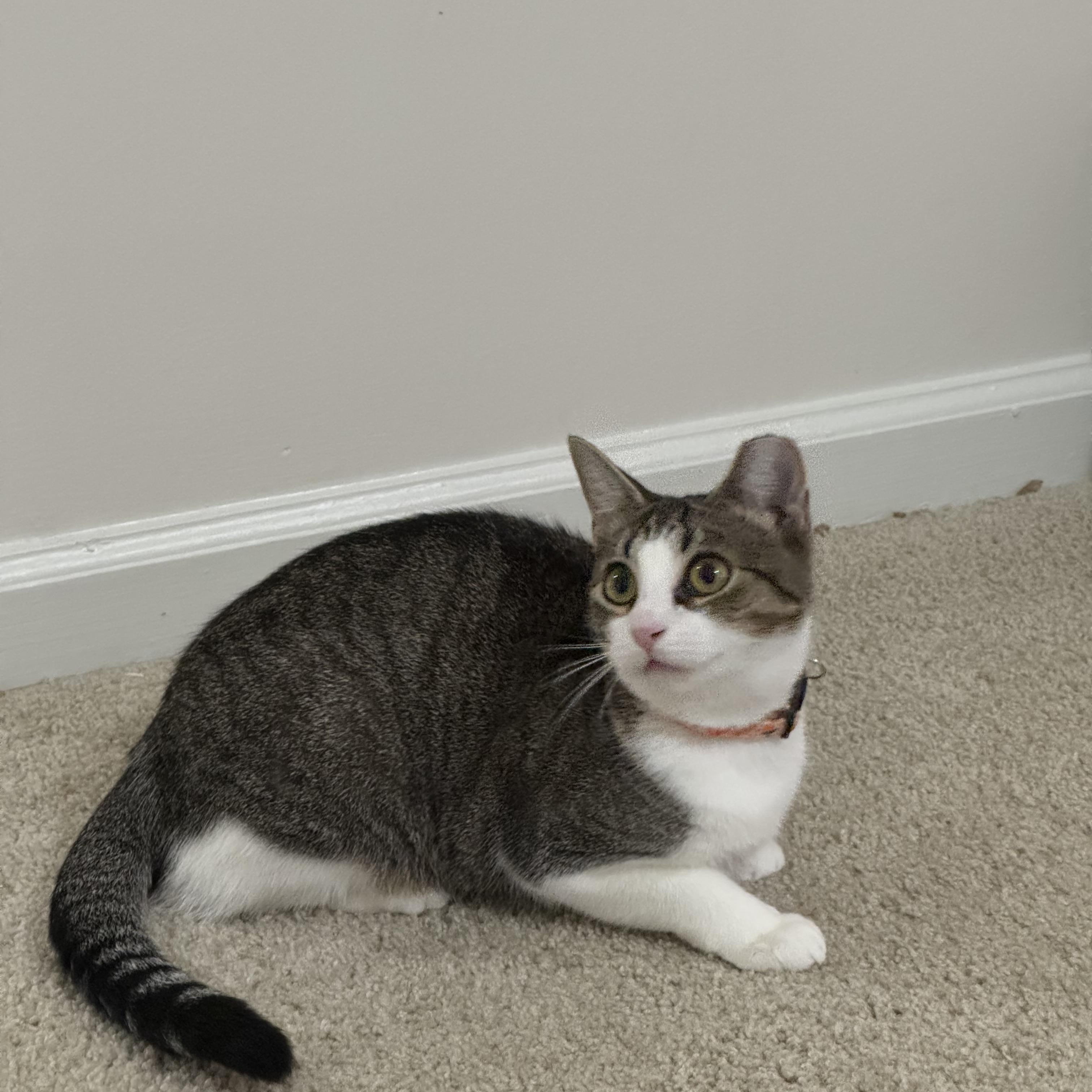 Enlarge Guac, a Adoptable Domestic Short Hair in Lexington Park, MD image 2/6